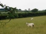 devon-sheep&hedges