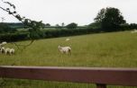 sheep&hedges